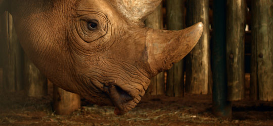 Eric Settles In As We Celebrate World Rhino Day