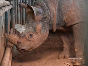 rhino photo by Ami Vitale