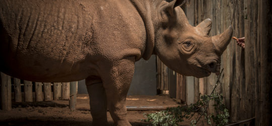 Singita Grumeti Fund Brings San Diego Zoo Rhino to the Western Serengeti