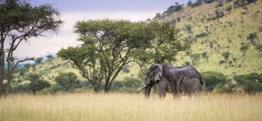 Protecting Wildlife & Humans in Western Serengeti