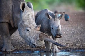 Rhinos -- photo credit: Jenny Hishin