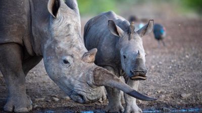 Rhinos -- photo credit: Jenny Hishin