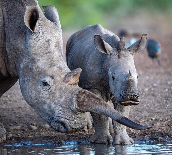 Rhinos -- photo credit: Jenny Hishin