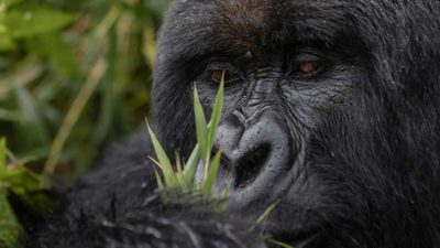 Gorilla - Rwanda Project