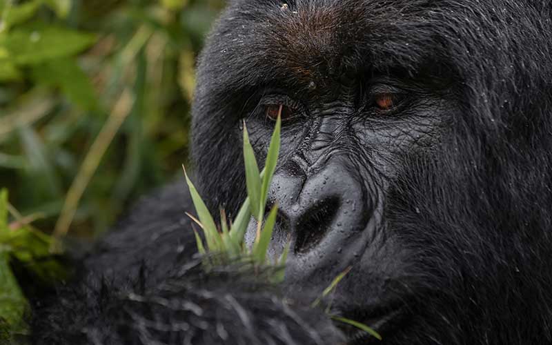 Gorilla - Rwanda Project
