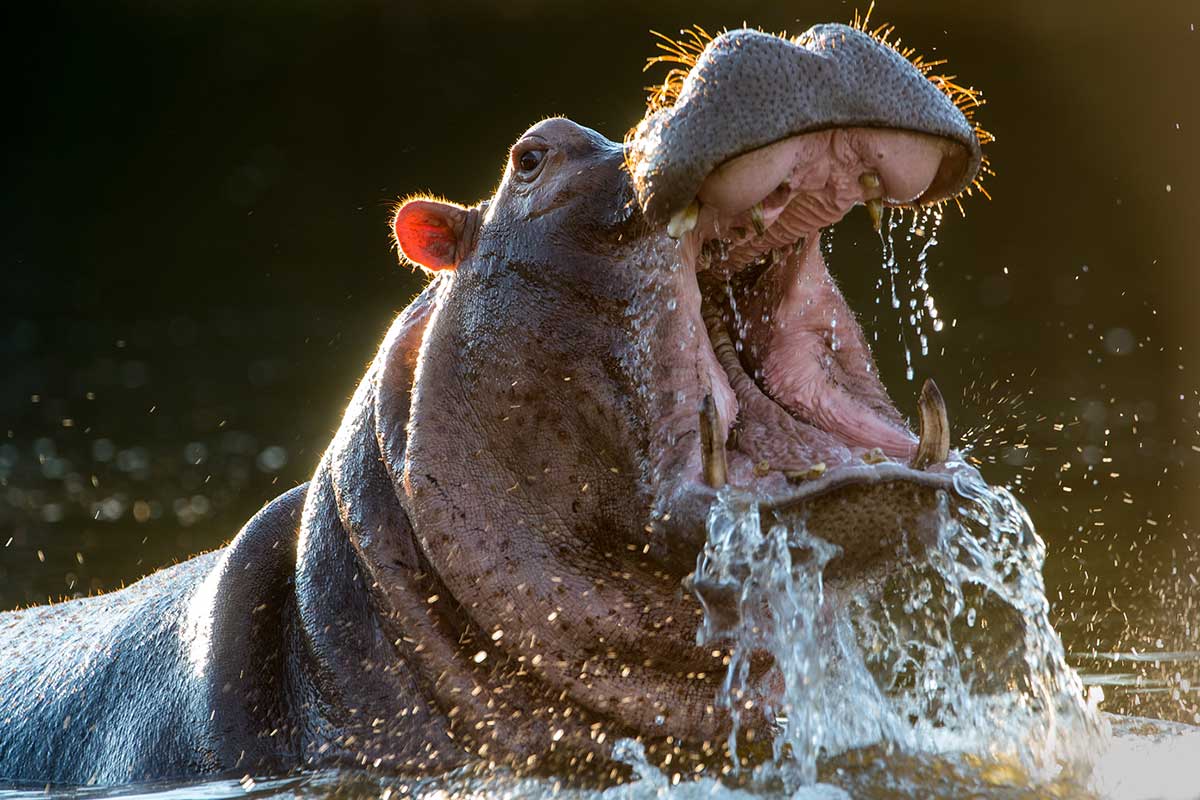 Hippo--photo-credits:Jenny-Hishin