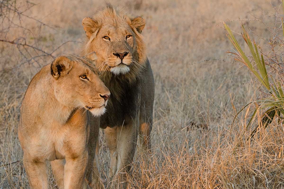 Lions -- photo-credits: Jenny-Hishin