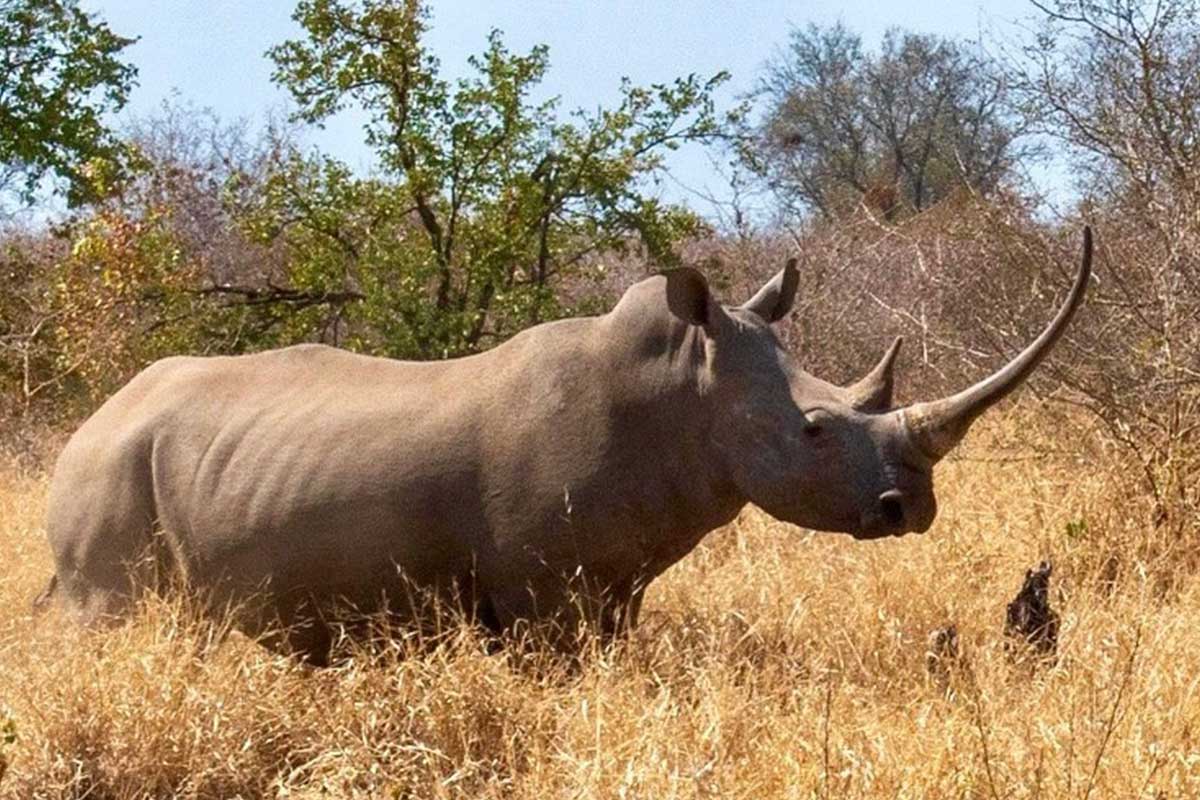 Rhino Conservation in Zimbabwe