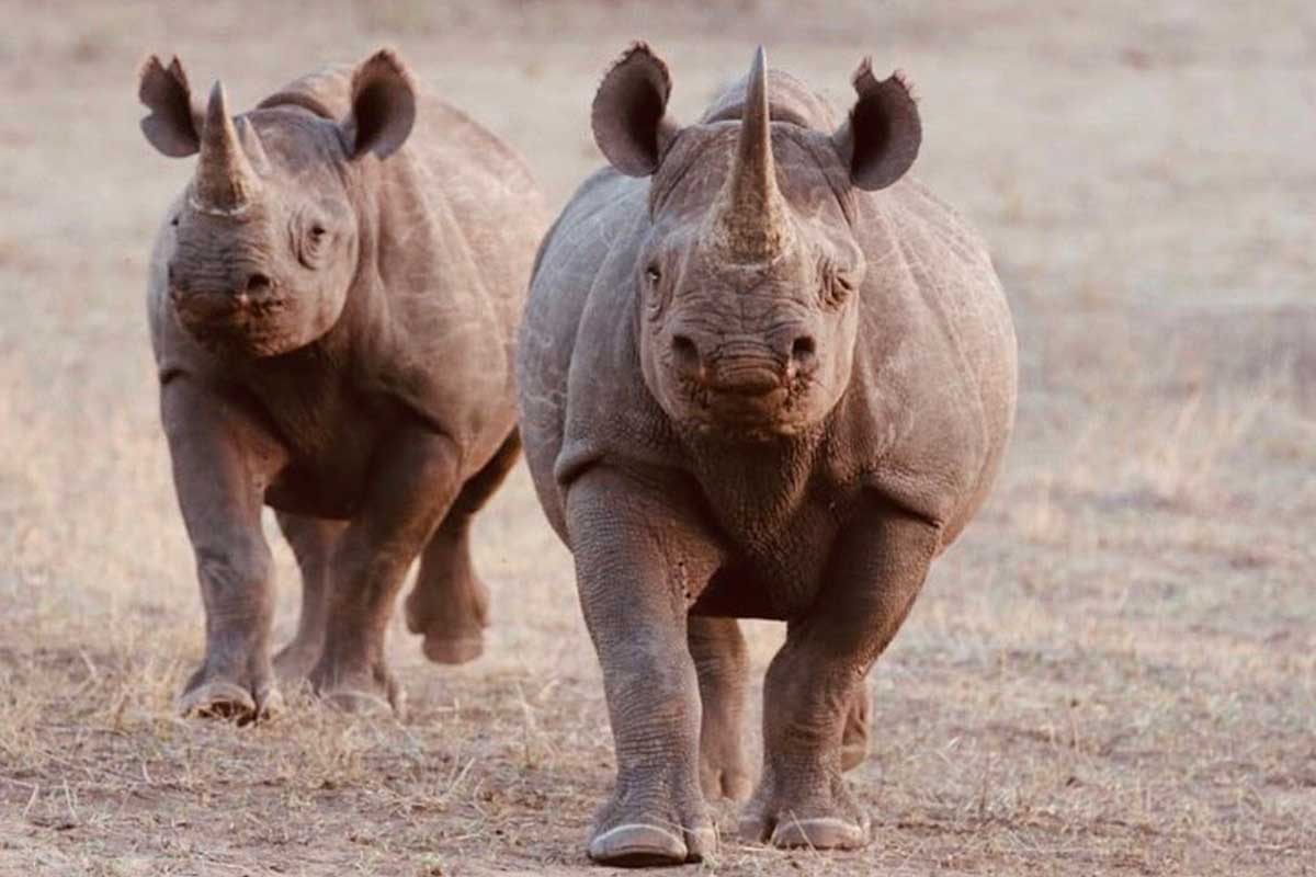 Rhino Conservation in Zimbabwe