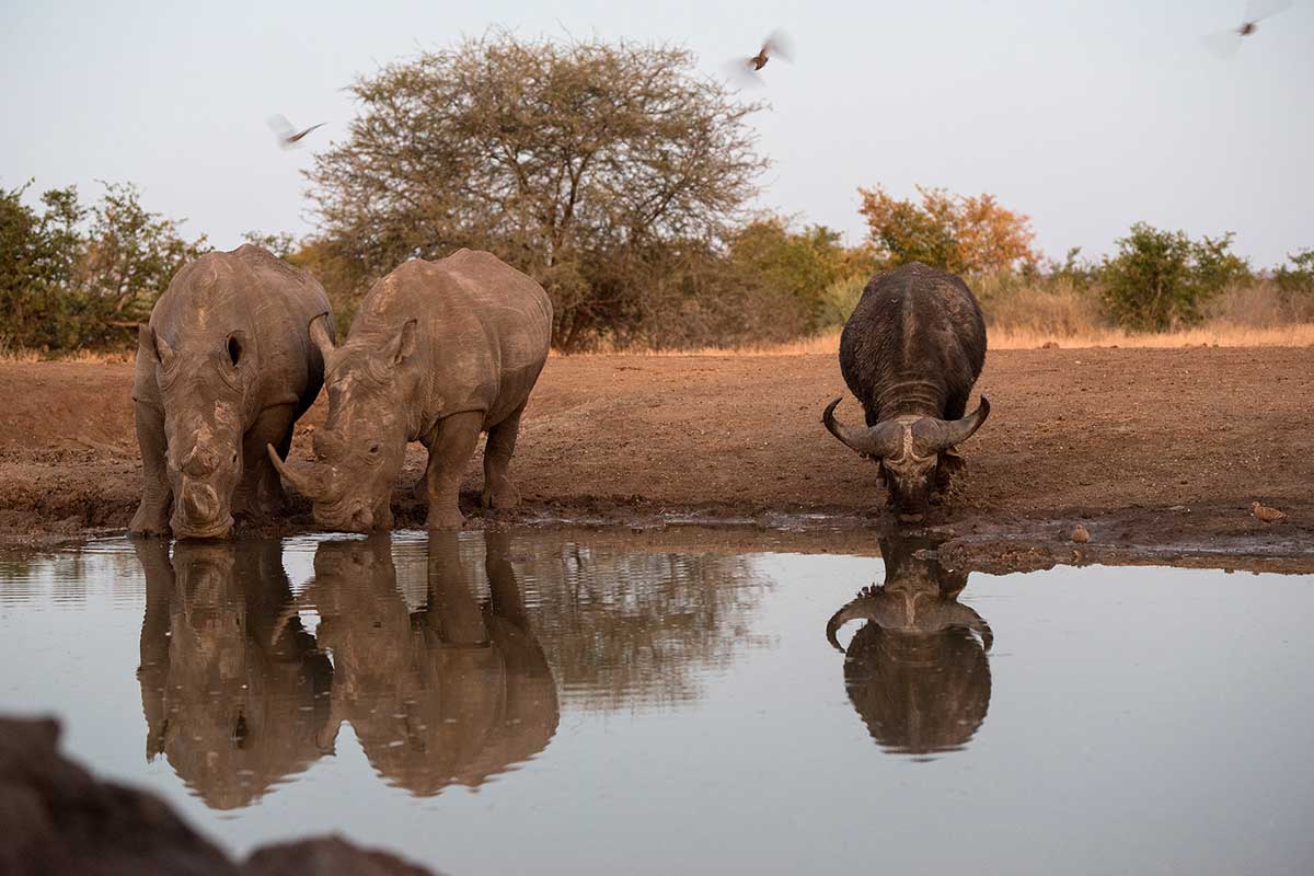 Rhinos & Water Buffalo -- photo credits: Jenny Hishin