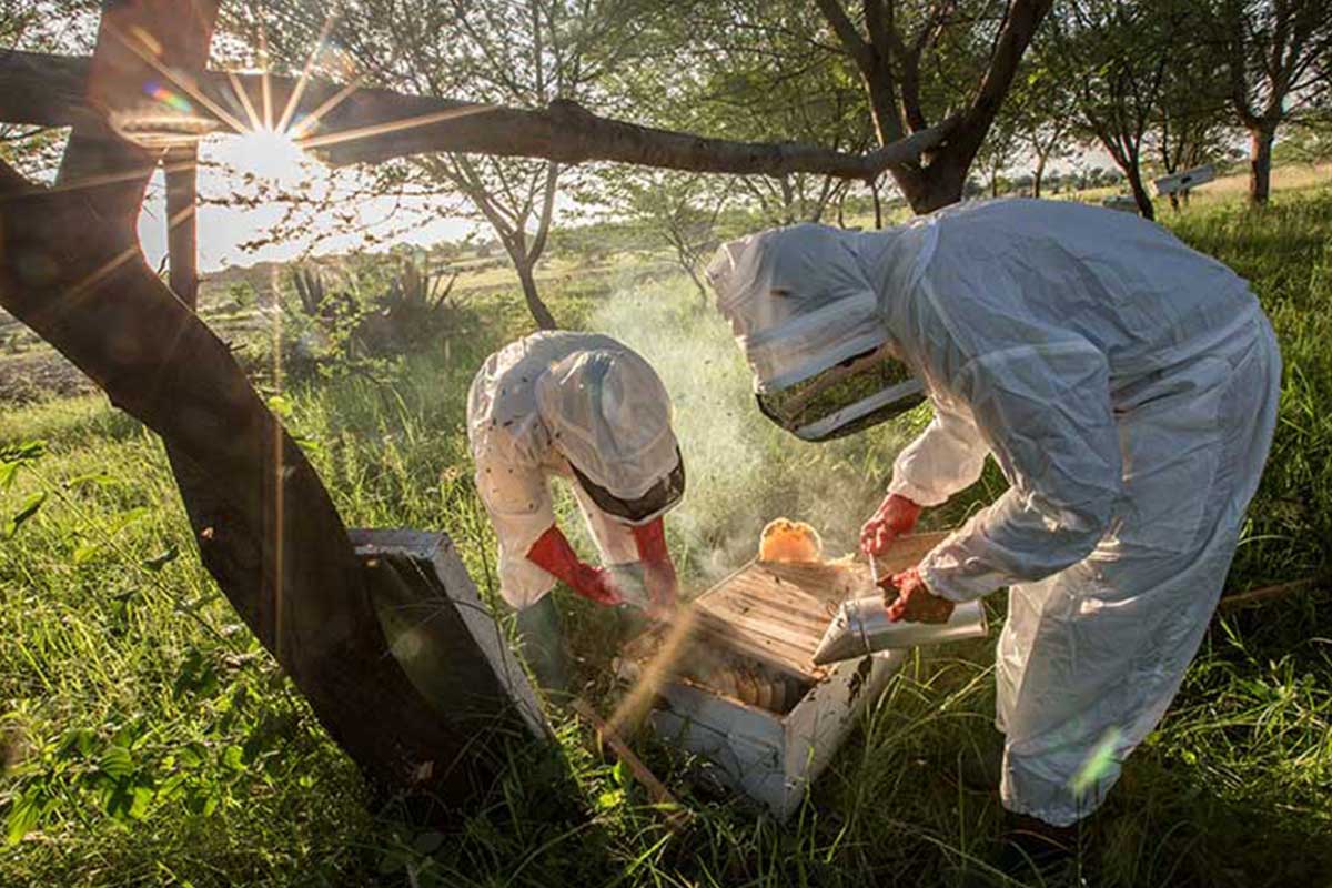 Honey Harvesting in Tanzania