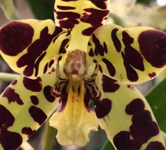 The Leopard Orchid in Rwanda