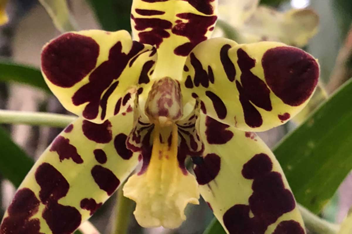 The Leopard Orchid in Rwanda
