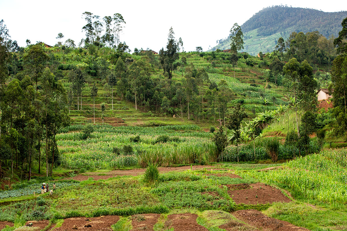 Akarabo Nursery & Garden in Rwanda