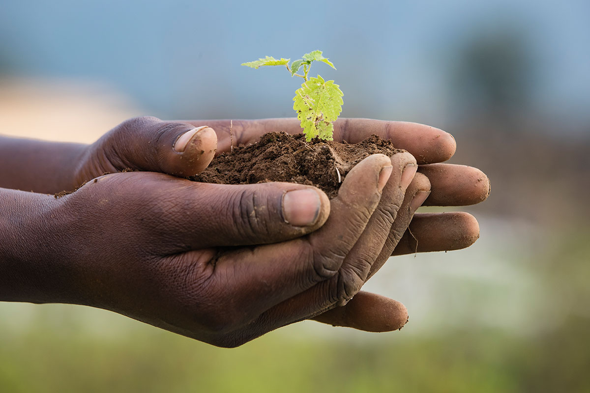 Rwanda - Plant growth