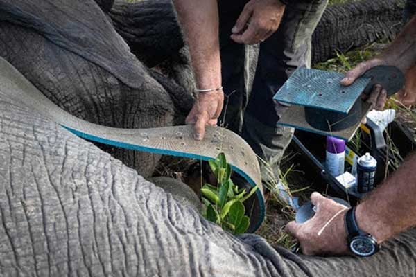 Elephant Collaring Project in Karingani