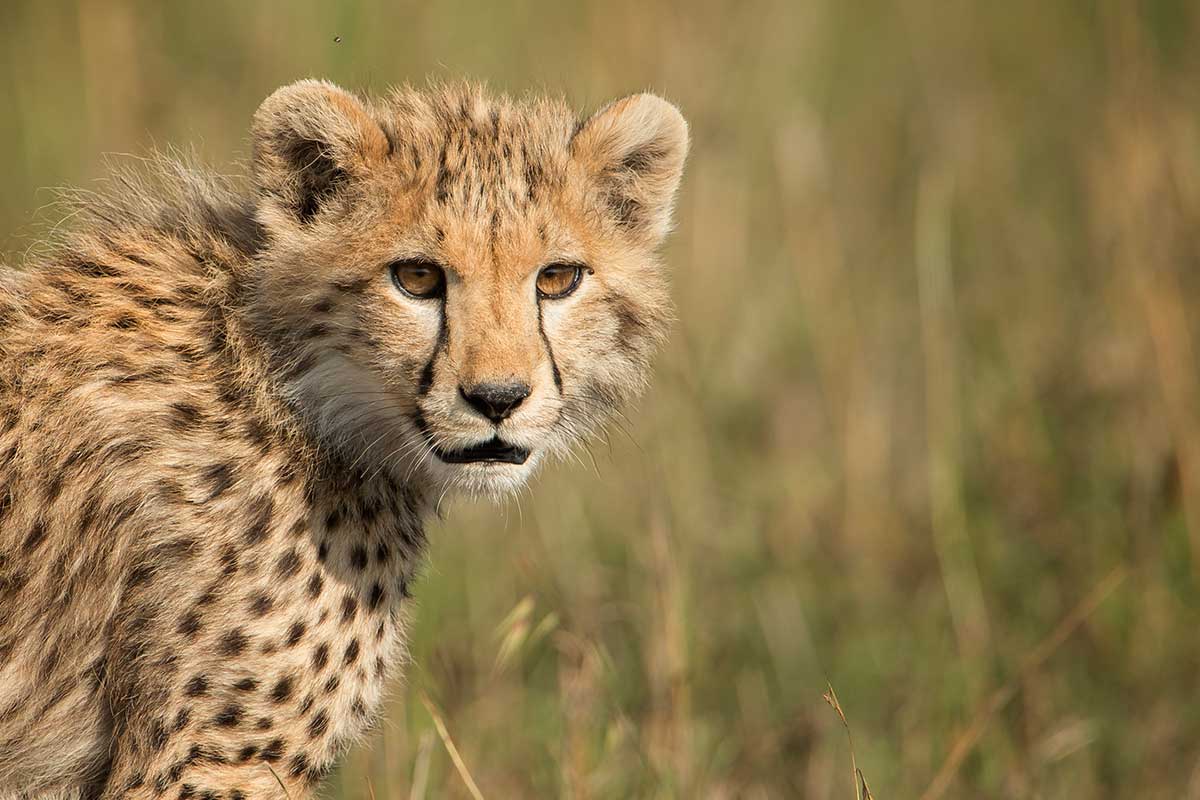 Cheeta - Tanzania