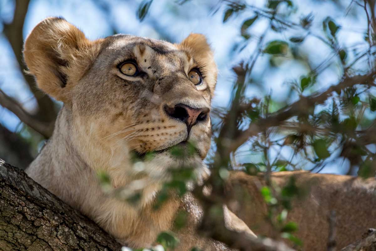 Grumeti - Lion in Tree