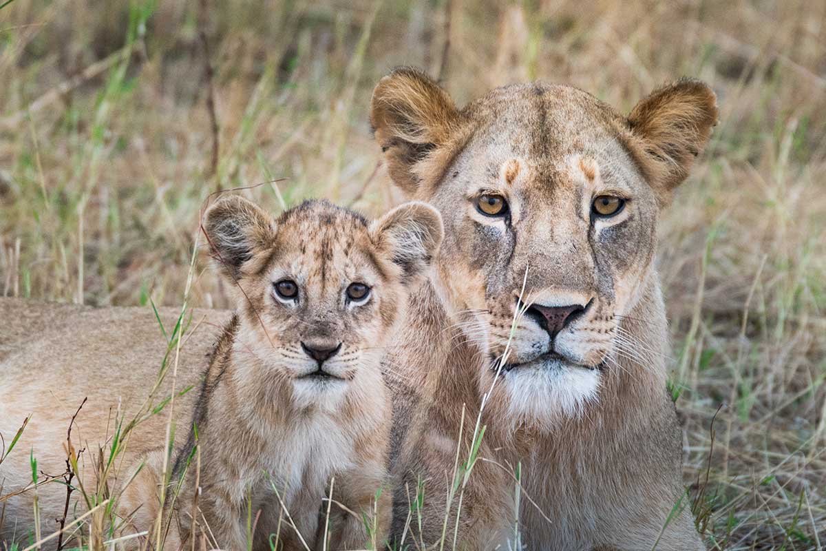 Grumeti - Tanzania Lions