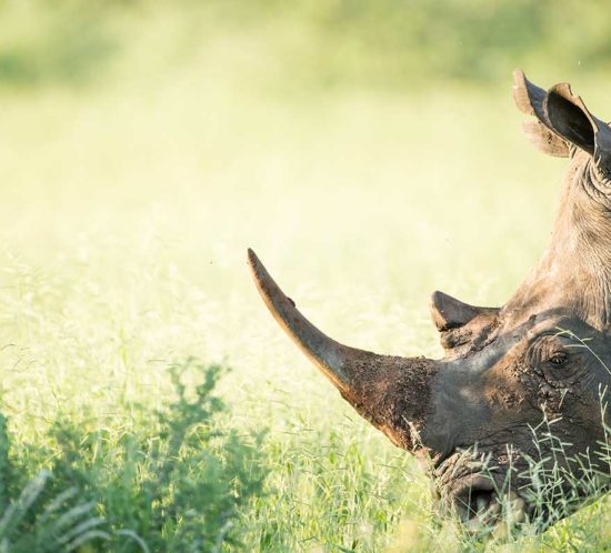 Rhino -- photo credit: Ross Cooper