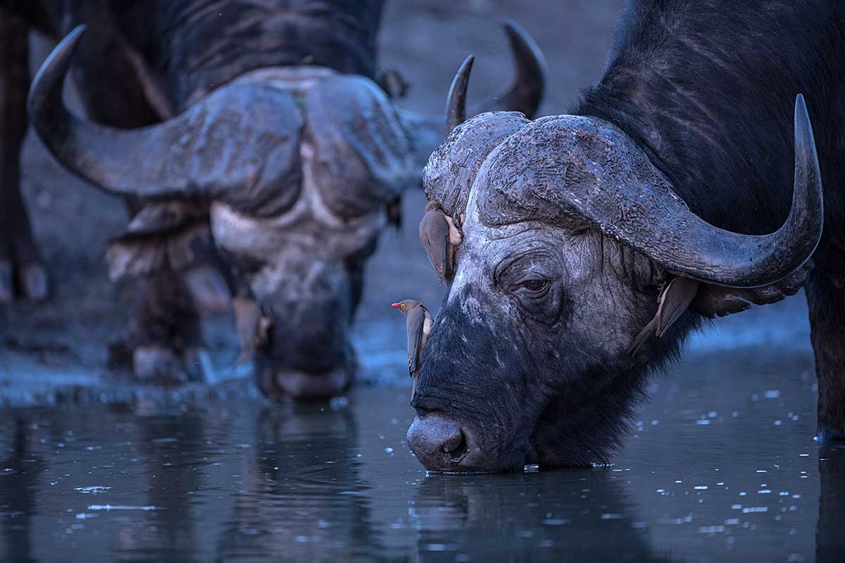 Cap Buffalo -- photo credit: Jenny Hishin