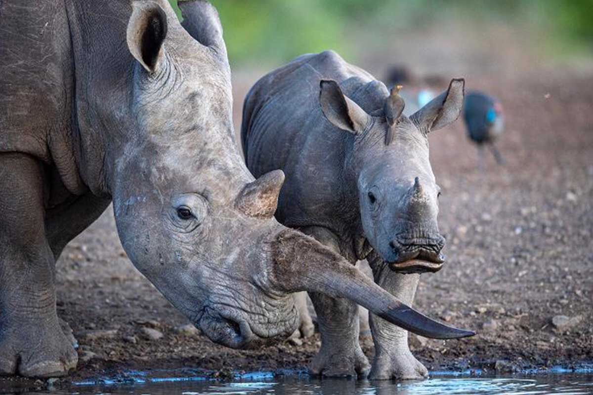 Rhinos in Malilangwe