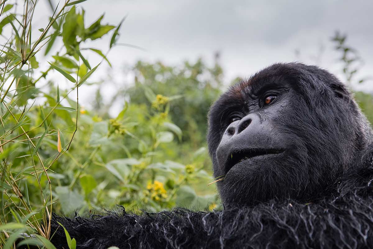 Rwanda Gorilla Baby
