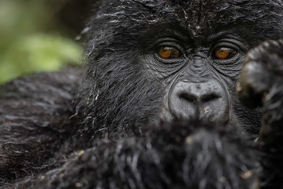 Baby Gorilla - Rwanda Project
