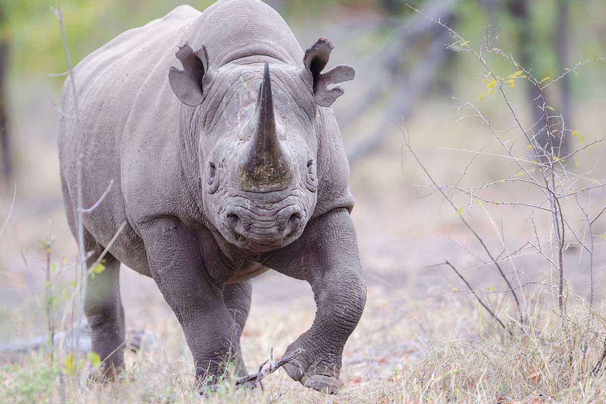 Baby Rhino -- photo credit: Jenny Hishin
