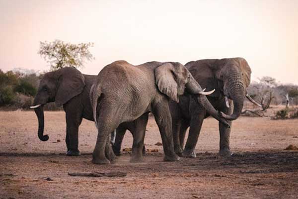 Game Reserve - Elephants