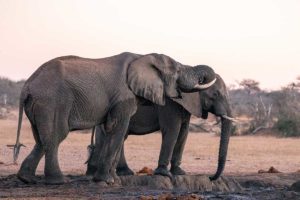 Karingani Game Reserve - Elephants