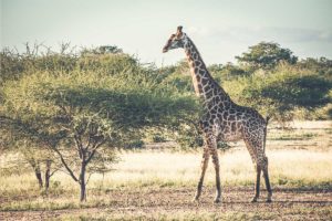 Karangani Game Reserve - Giraffe