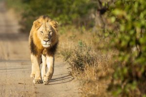 Karingani Game Reserve - Lion