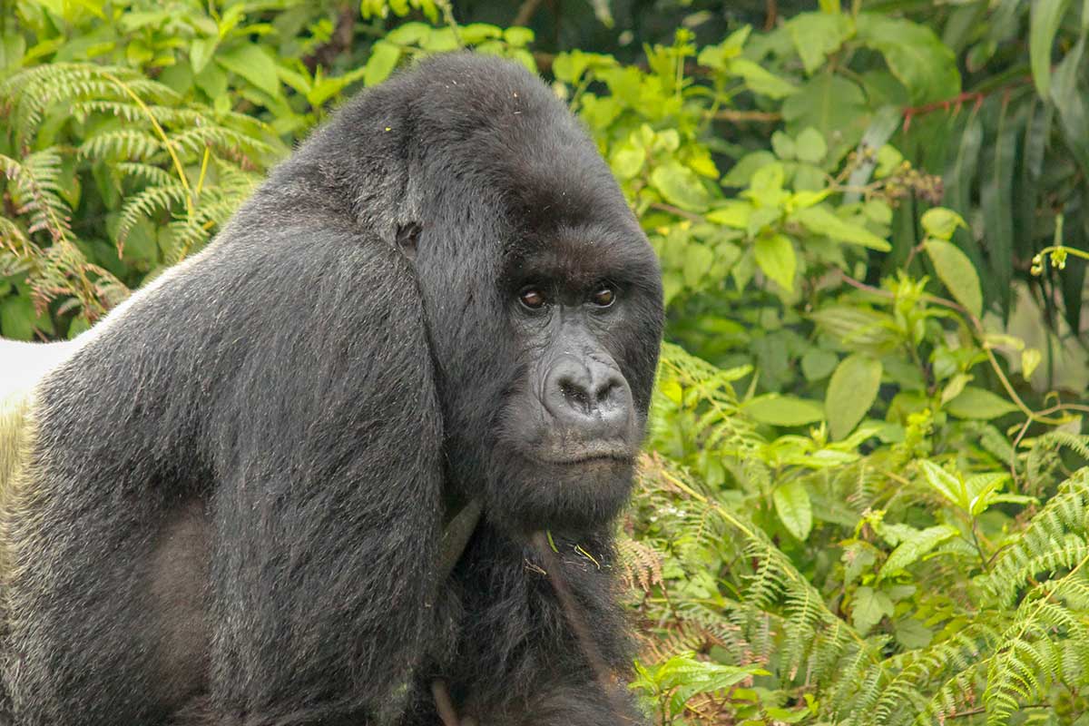 Silverback Gorilla - Rwanda Project
