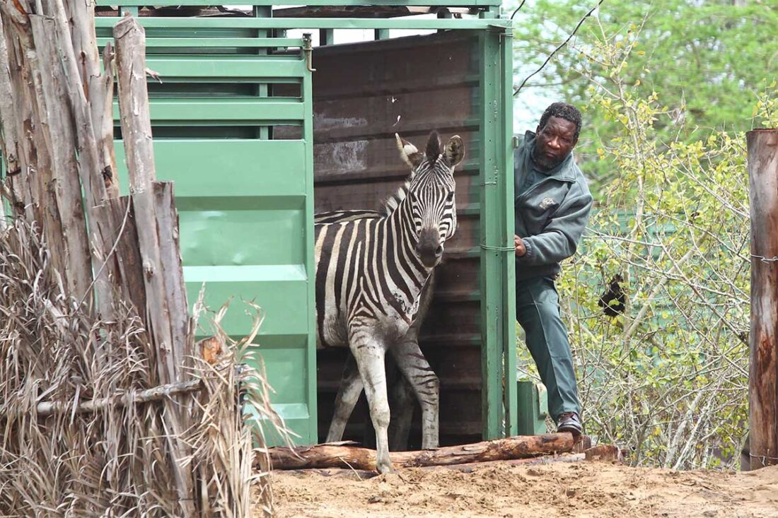 The Great Limpopo Transfrontier Conservation Area - African Community ...