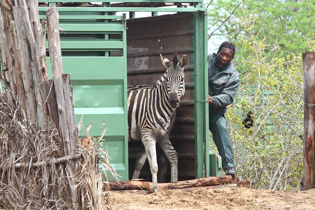 Zebra Translocations