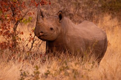 Black-rhino-beauty_J5A8344 Black Rhino