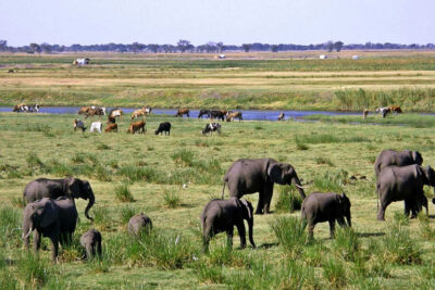 large-scale-habitat-ecosystems Large scale African ecosystems