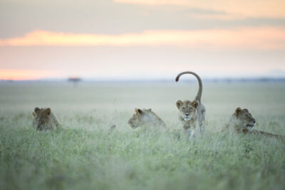 Lions on the savanah - photography by Mike Sutherland